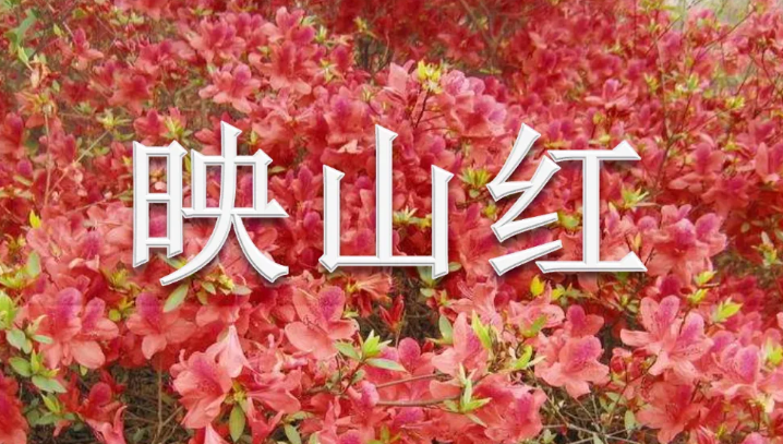 关于《映山红》小型舞台剧编创的思考论文