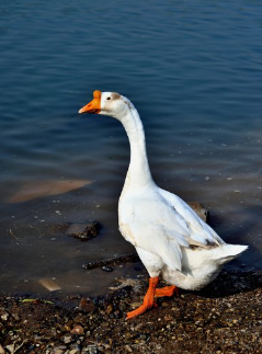 E1CF1BB8-39EB-41e8-9376-8FD77462F97E.png