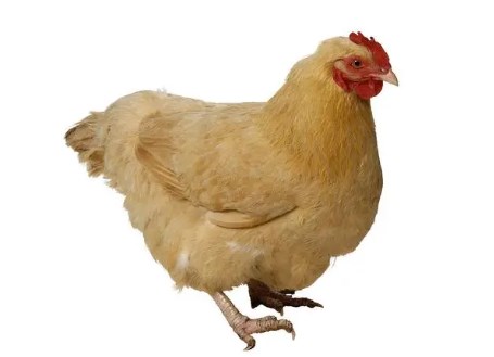 005XpTbZly1hoypump1caj30u00u0dvj.jpg