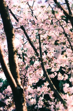 从《熊野》看三岛由纪夫的樱花美学论文
