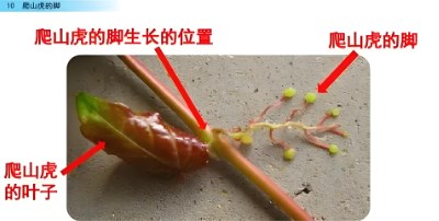 语用视域下学习任务群的定位思考与实践理路论文
