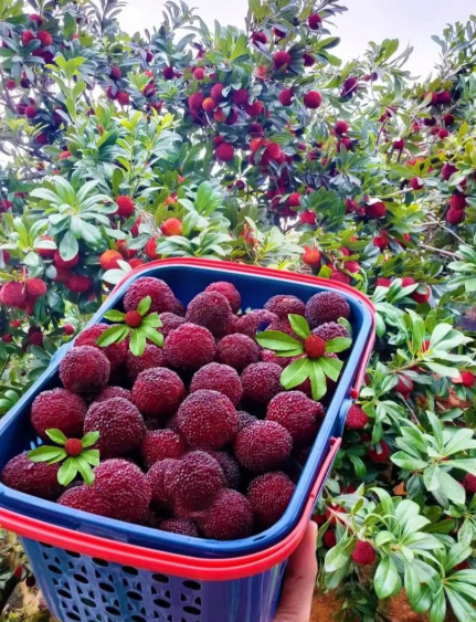 fd0c60c06b392e2ea97dca2123e8c573.png fd0c60c06b392e2ea97dca2123e8c573.png